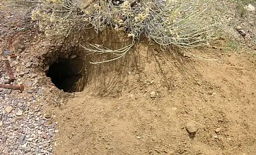 Номинанты на премию Дарвина 2015.