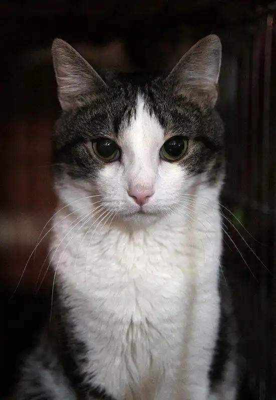 Отдам котика Чинзано