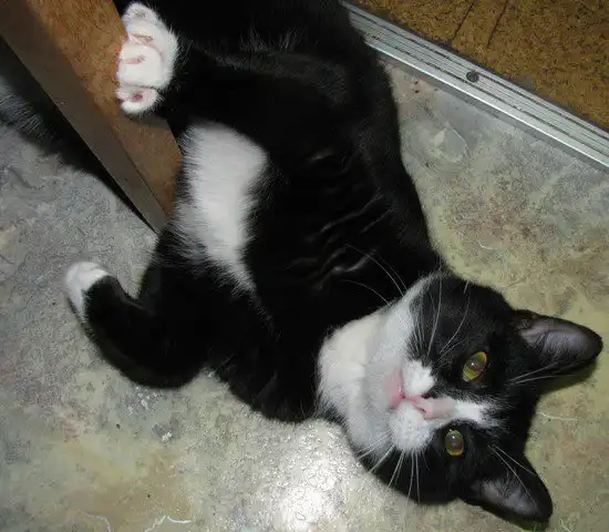 Отдам котика Мистера Твистера