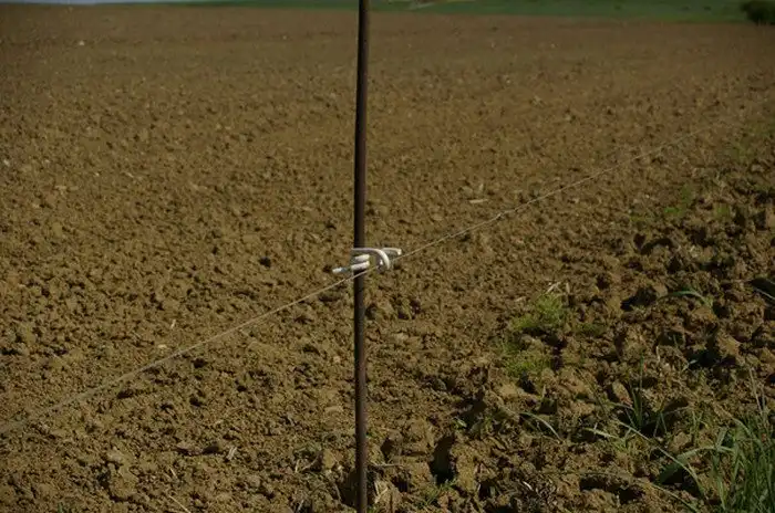 Вся правда об известном фото с баранами и воротами