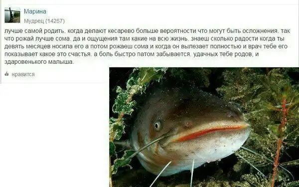 Смешные комментарии из социальных сетей