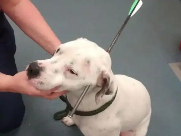 Бультерьер с простреленной головой получил звание самого живучего животного 2015 года