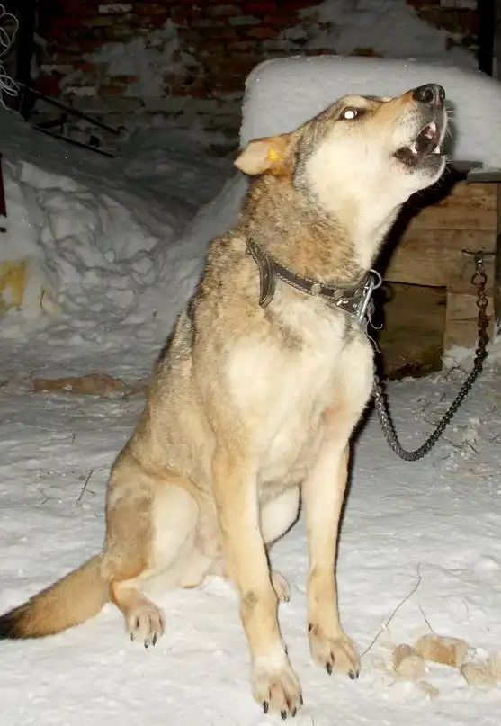 Отдам пёсика Марка