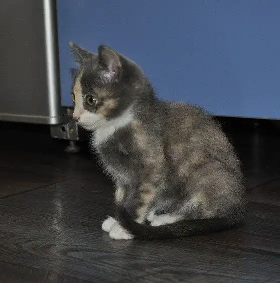 Отдам котёнка Кнопу