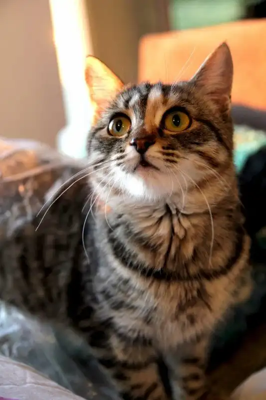 Отдам кошечку Юннону