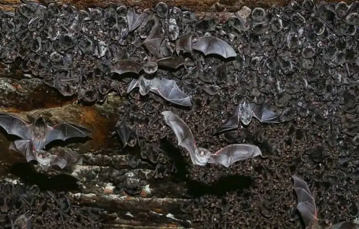 В Японии тысячи летучих мышей прятались от холода в водосточном тоннеле