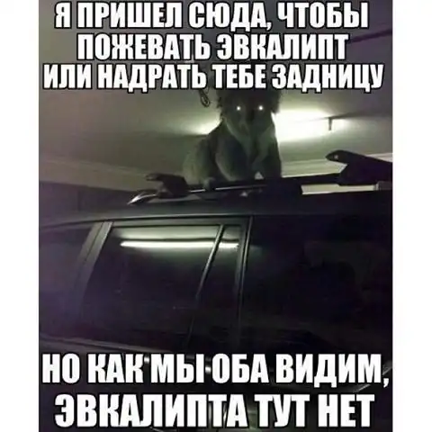 Эти животные умело кидают предъявы