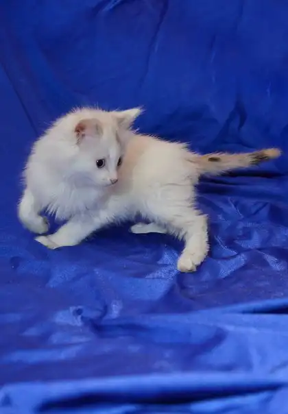 Отдам котят