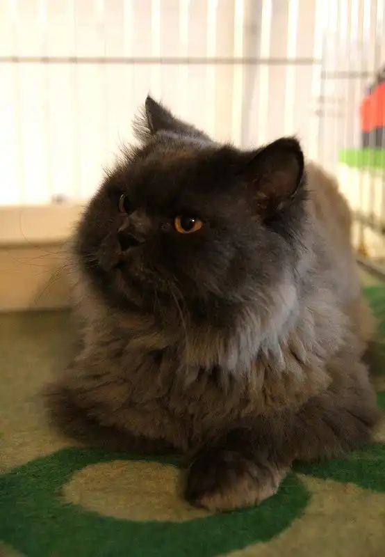 Отдам котика Маркиза