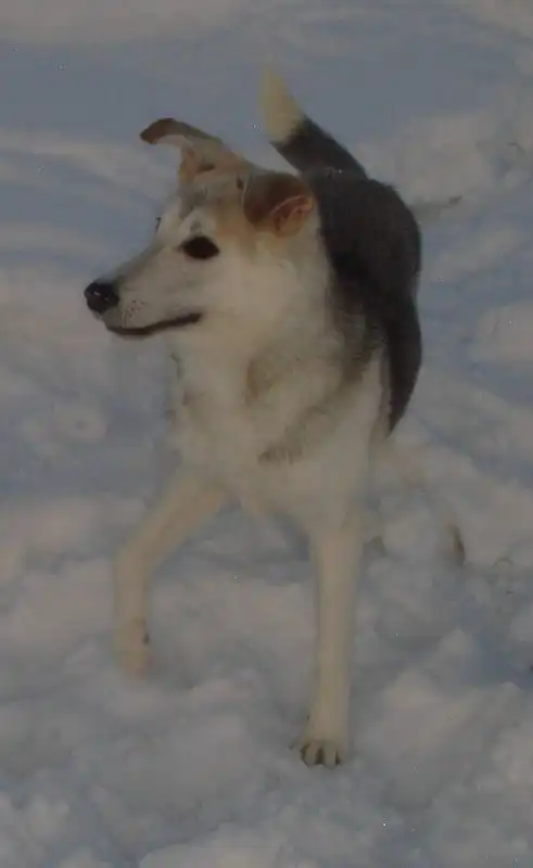 Отдам собачку Лолу