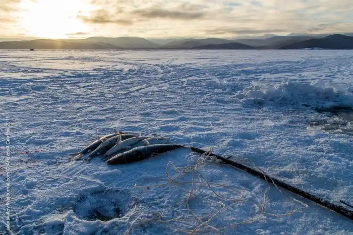 Как работают рыбинспекторы на Байкале