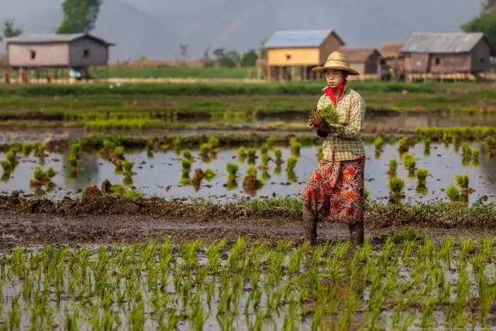 Огород на воде