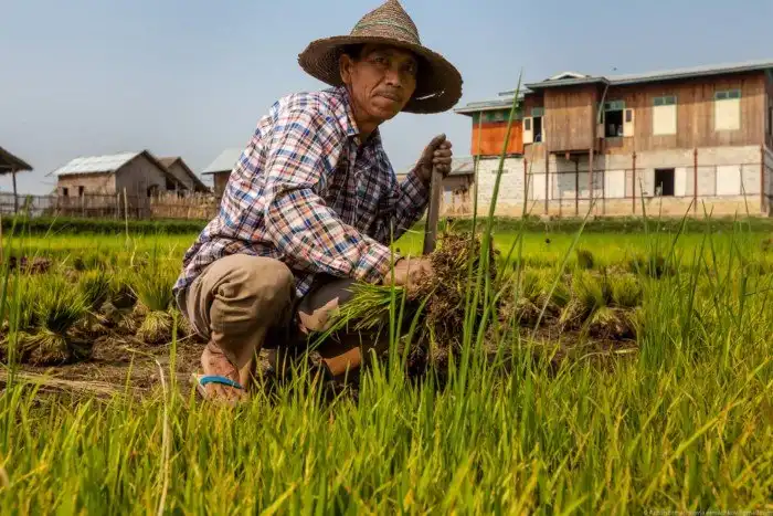 Огород на воде
