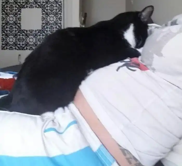 Кошка охраняла покой будущей мамы, а теперь охраняет ее малыша