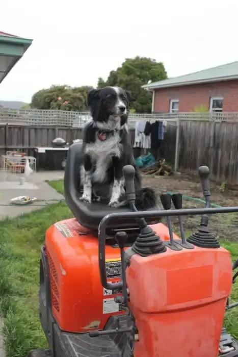 Австралийская семья сделала жуткую находку на заднем дворе своего дома