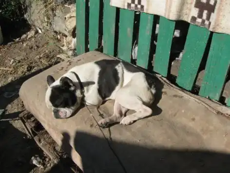 ИСТОРИЯ ОДНОГО БУЛЬДОГА...