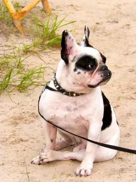 ИСТОРИЯ ОДНОГО БУЛЬДОГА...