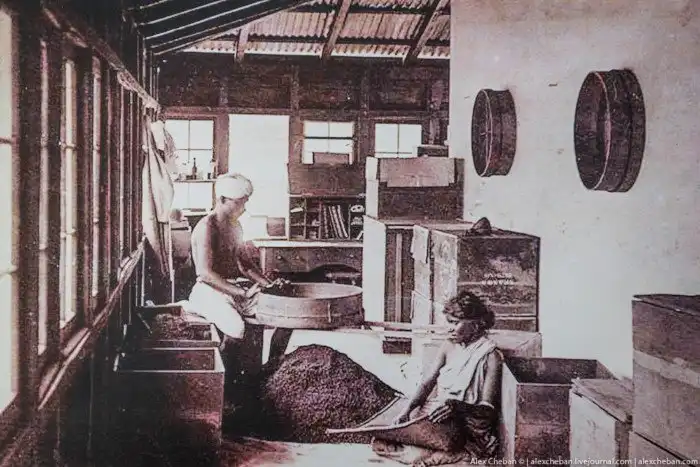 Как собирают и производят чай в Индии