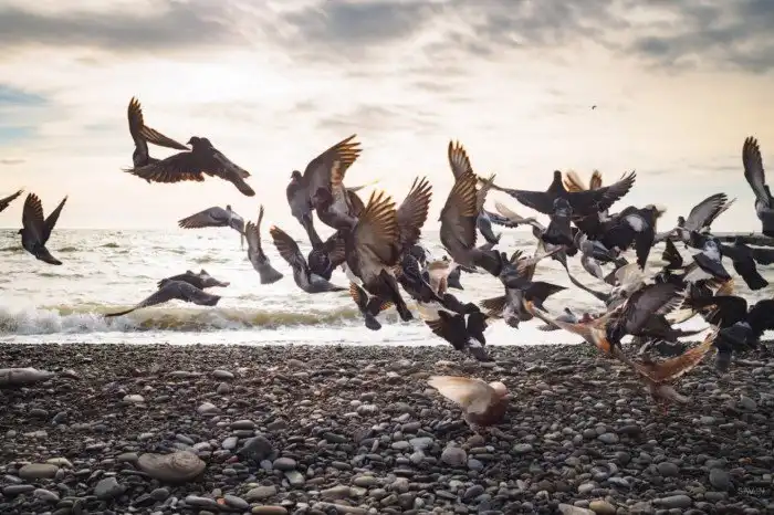 Сочи. Про красоту природы, лыжи и высокие скорости