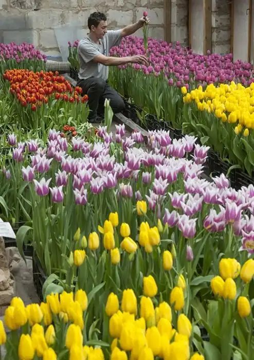 Предприниматель из Белгородской области вырастил 8000 тюльпанов на крыше своего дома