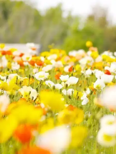 Соляночка =3