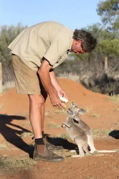Маленькие кенгурята остаются умирать в сумке погибшей матери, пока не приходит он…