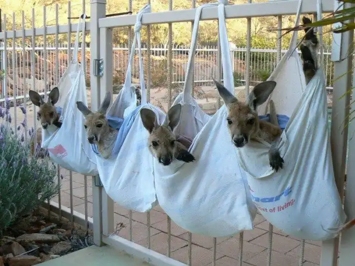 Маленькие кенгурята остаются умирать в сумке погибшей матери, пока не приходит он…