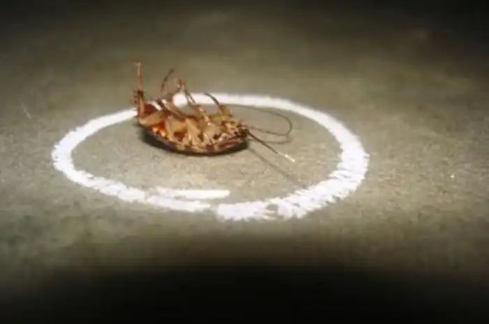 Куда делись тараканы: почему они исчезли и куда ушли?