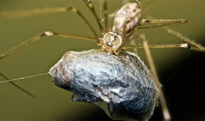 Причины, по которым пауки чрезвычайно ужасающи, но безумно интересны