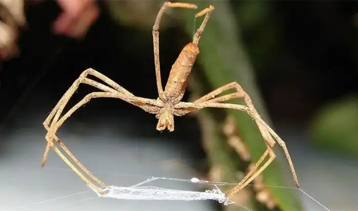 Причины, по которым пауки чрезвычайно ужасающи, но безумно интересны