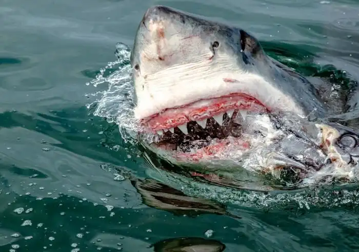Крутые фото гигантской белой акулы