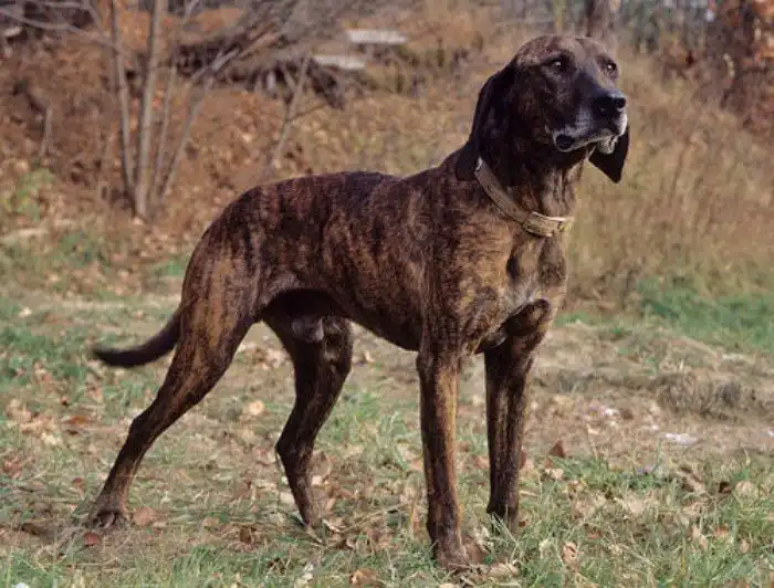 17 прелестных пород собак, о которых Вы никогда не слышали