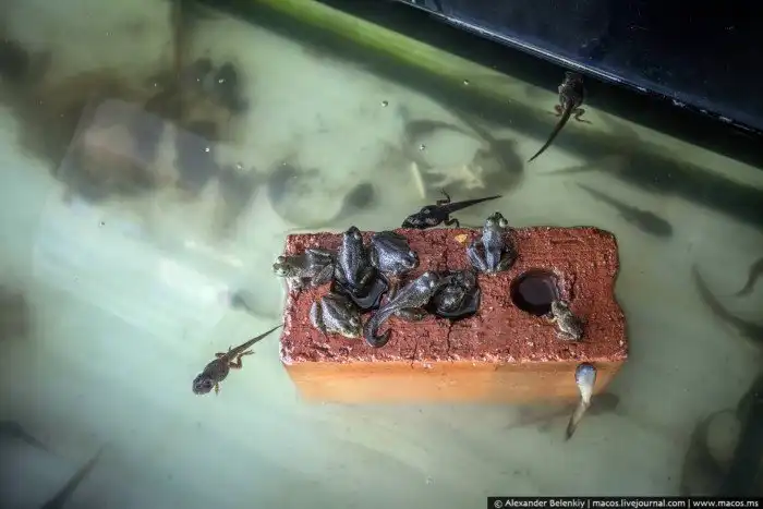 Как выращивают лягушек для еды