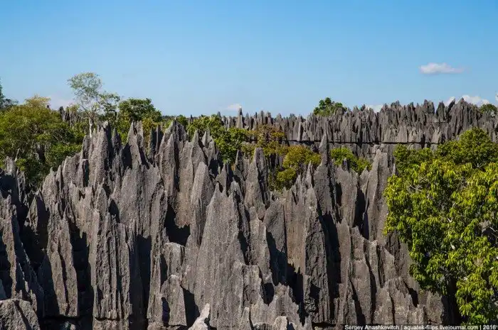Это стоит увидеть своими глазами! Каменный лес Цинги