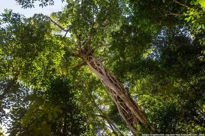 Это стоит увидеть своими глазами! Каменный лес Цинги