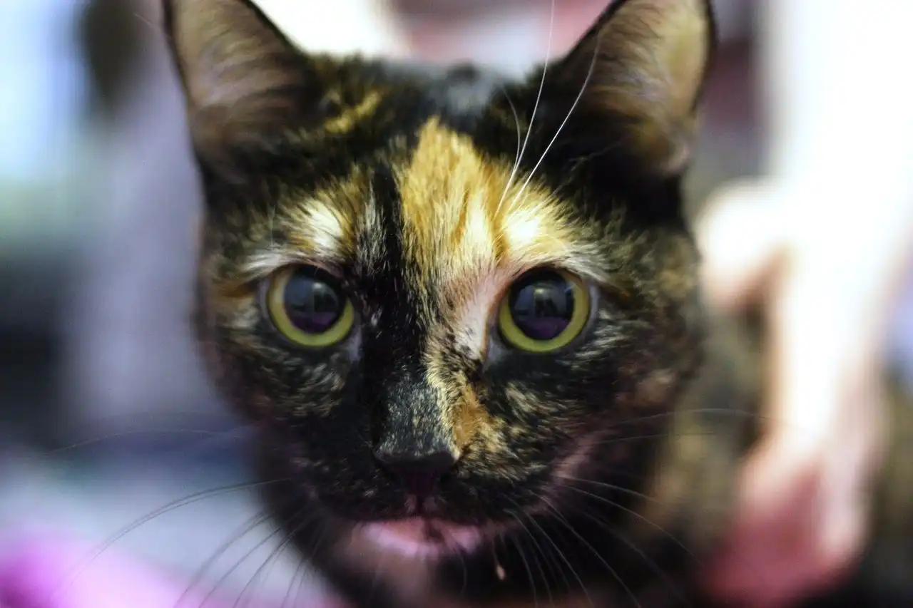 Кошка Черри ищет семью | uCrazy.org