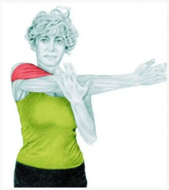 20 изображений для понимания, какие мышцы вы растягиваете