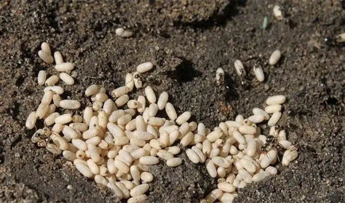Впечатляющие причины, делающие муравьёв удивительными существами