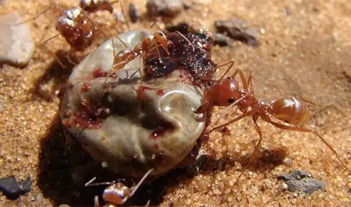 Впечатляющие причины, делающие муравьёв удивительными существами