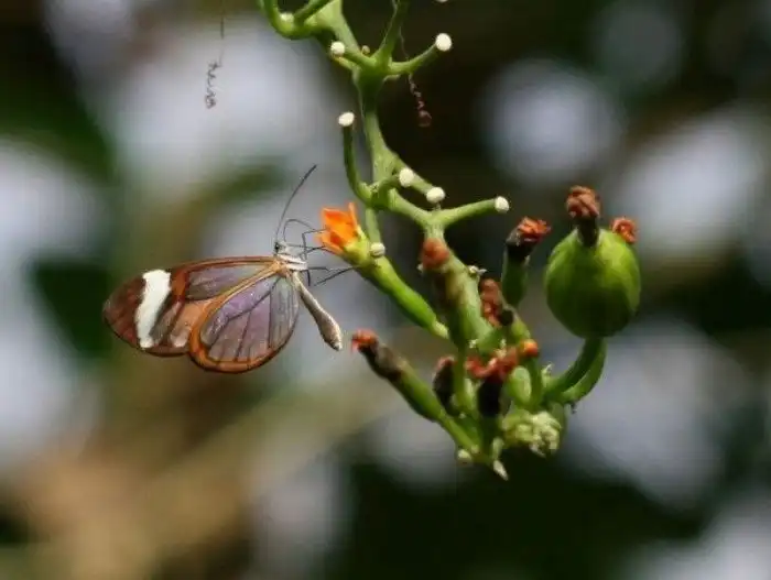 Невероятная бабочка-стеклянница