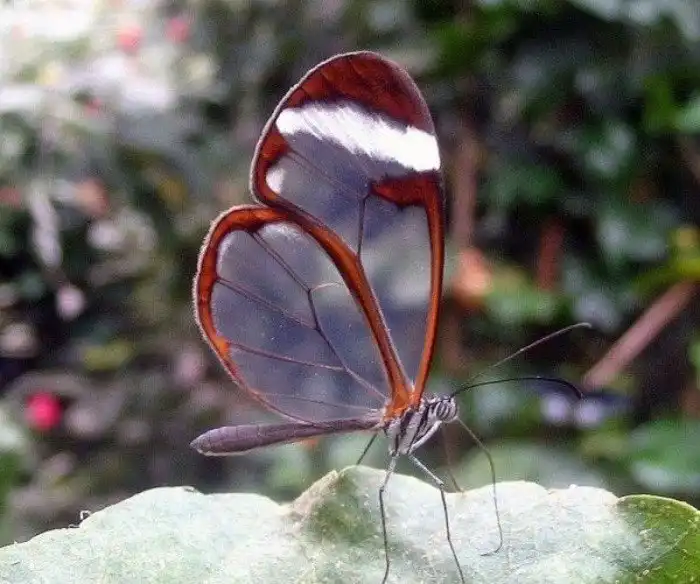 Невероятная бабочка-стеклянница