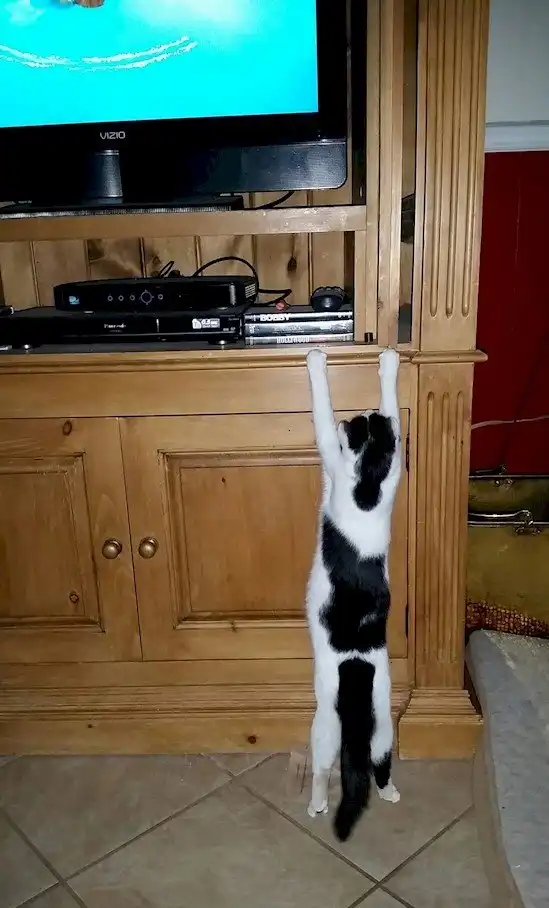 Дети против котов: великое противостояние