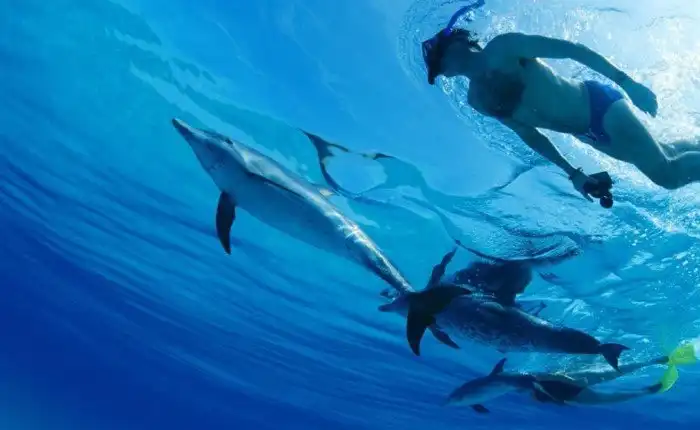 Как устроен мозг дельфинов