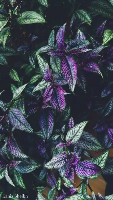 30 фотографий с фиолетовым настроением