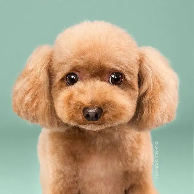 Собаки до и после стрижки