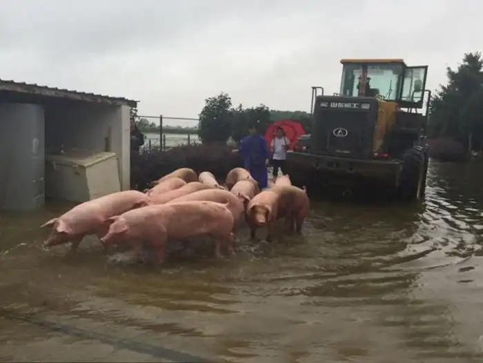 В Китае устроили массовую эвакуацию свиней