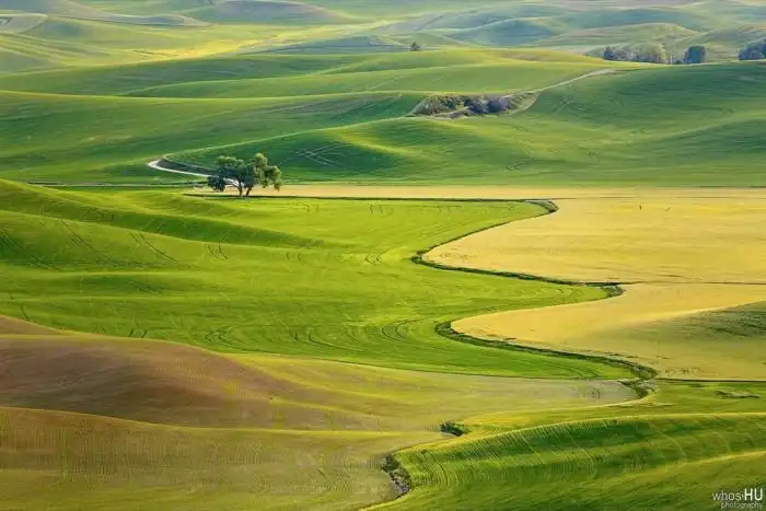 Китайский фотограф Чан Ху случайно переснял известные обои Windows XP