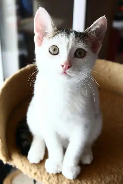 Котик Дейв ищет семью!