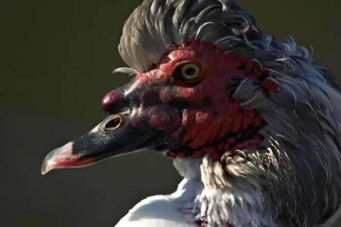 10 странных птиц, в существование которых сложно поверить