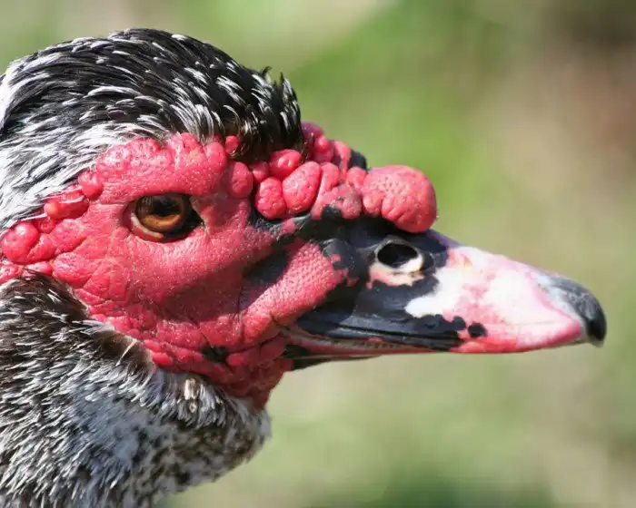 10 странных птиц, в существование которых сложно поверить